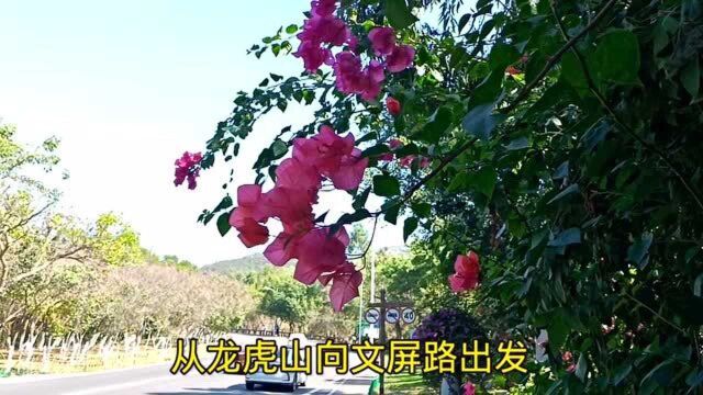 十月份的厦门梅海岭,秋日的三角梅花海盛宴,漫山遍野美不胜收