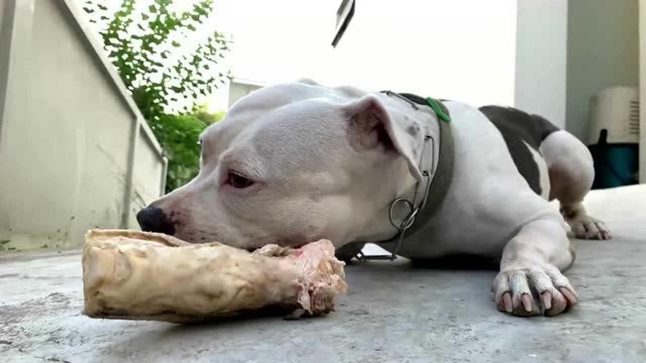 磨牙利器!白色比特犬生吃鴕鳥骨,硬邦邦的難以咬碎,牙口沒有老黑好