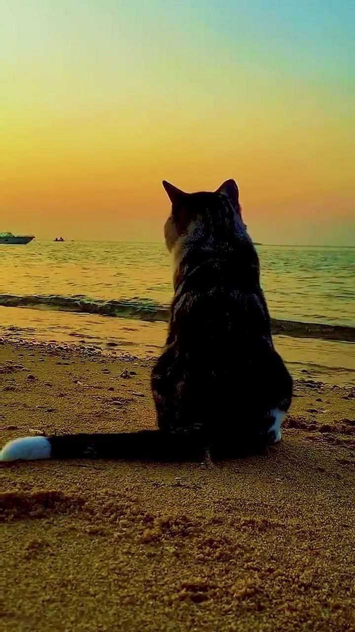 夕阳无限好,只是近黄昏.网友:这是一只有故事的猫