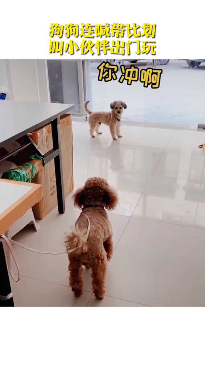 网友惊呼这波狗语翻译可达十级