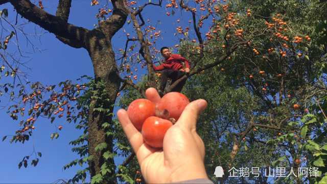 深山柿子熟啦!农村小伙上树如缕平地