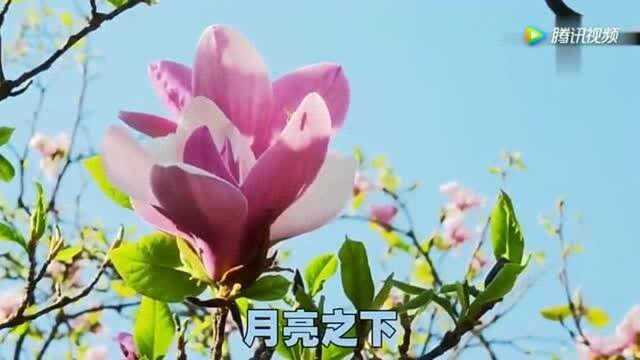 听醉了!龙梅子的《敖包相恋》非常好听,令人陶醉