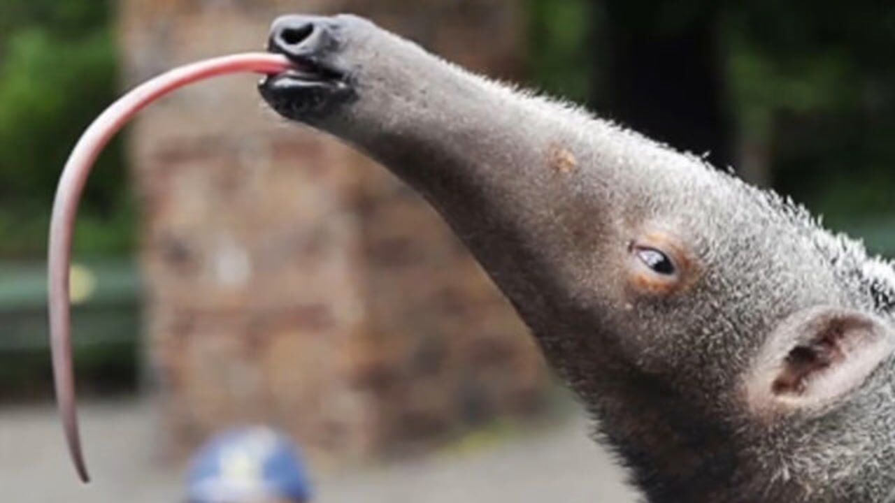 食蚁兽杀入蚁穴,一晚就吃掉20万只蚂蚁,吃完就走,养肥了好接着吃!