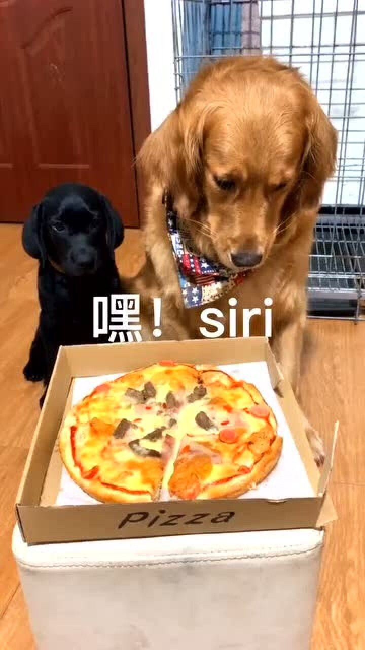 嘿siri狗子能吃披萨吗