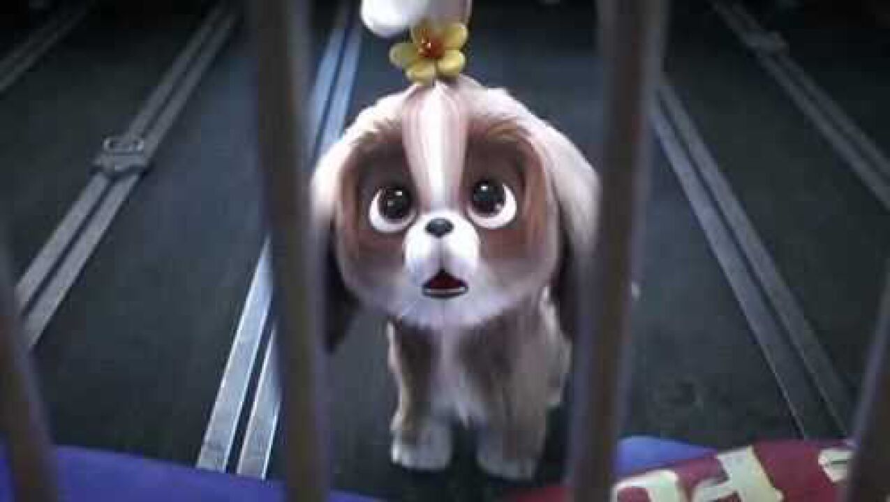 爱宠大机密可怜的小老虎被马戏团带走了善良的黛西执意要救它