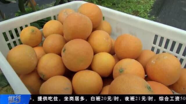 荆楚益农 | 入口如同吃果冻 2000亩柑橘新秀新鲜上市