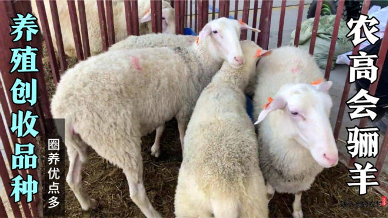 农高会的骊羊生长快泌乳能力强繁殖率高圈舍养殖新品种