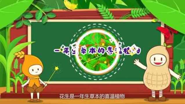 麦果创造营——花生