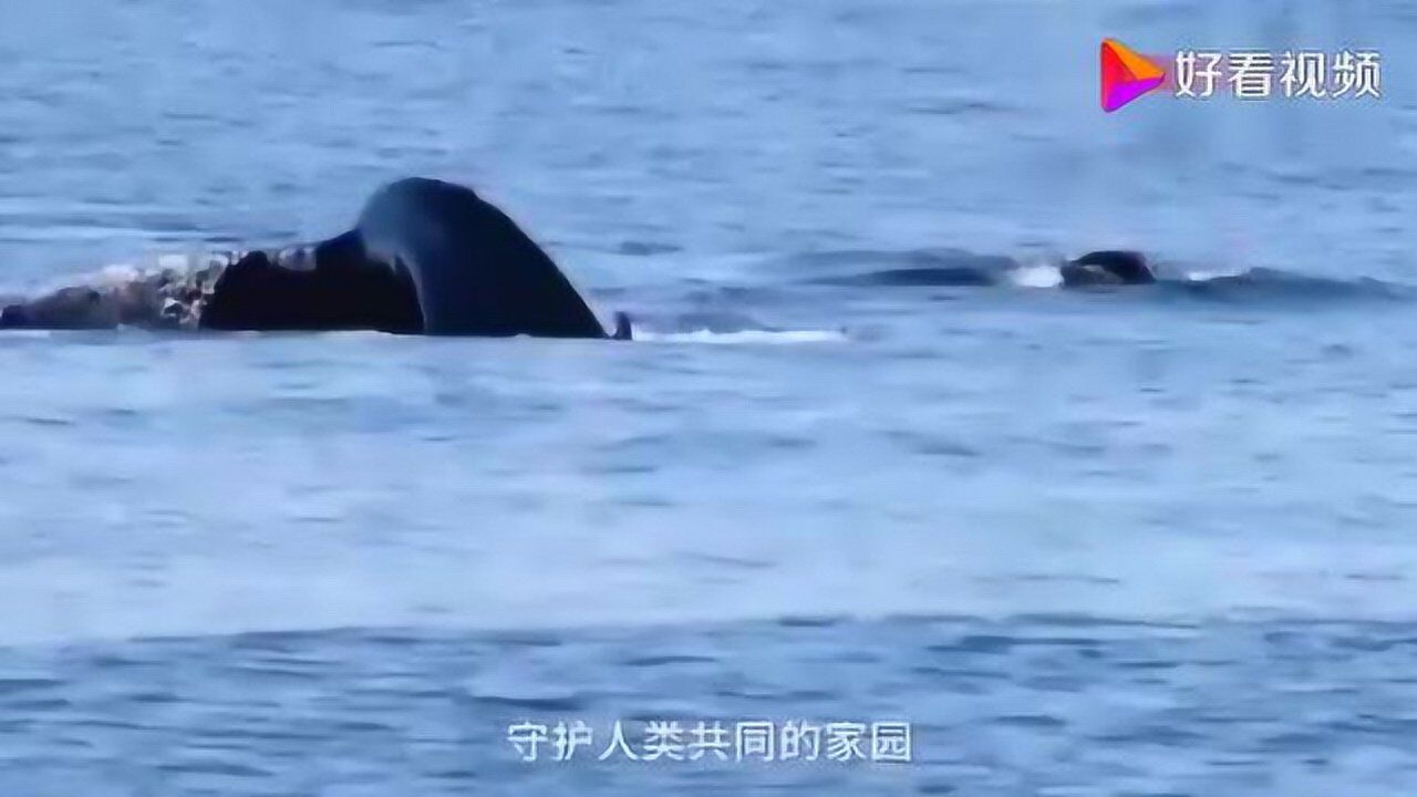 世界海洋日公益宣传片：保护海洋每一片精灵_高清
