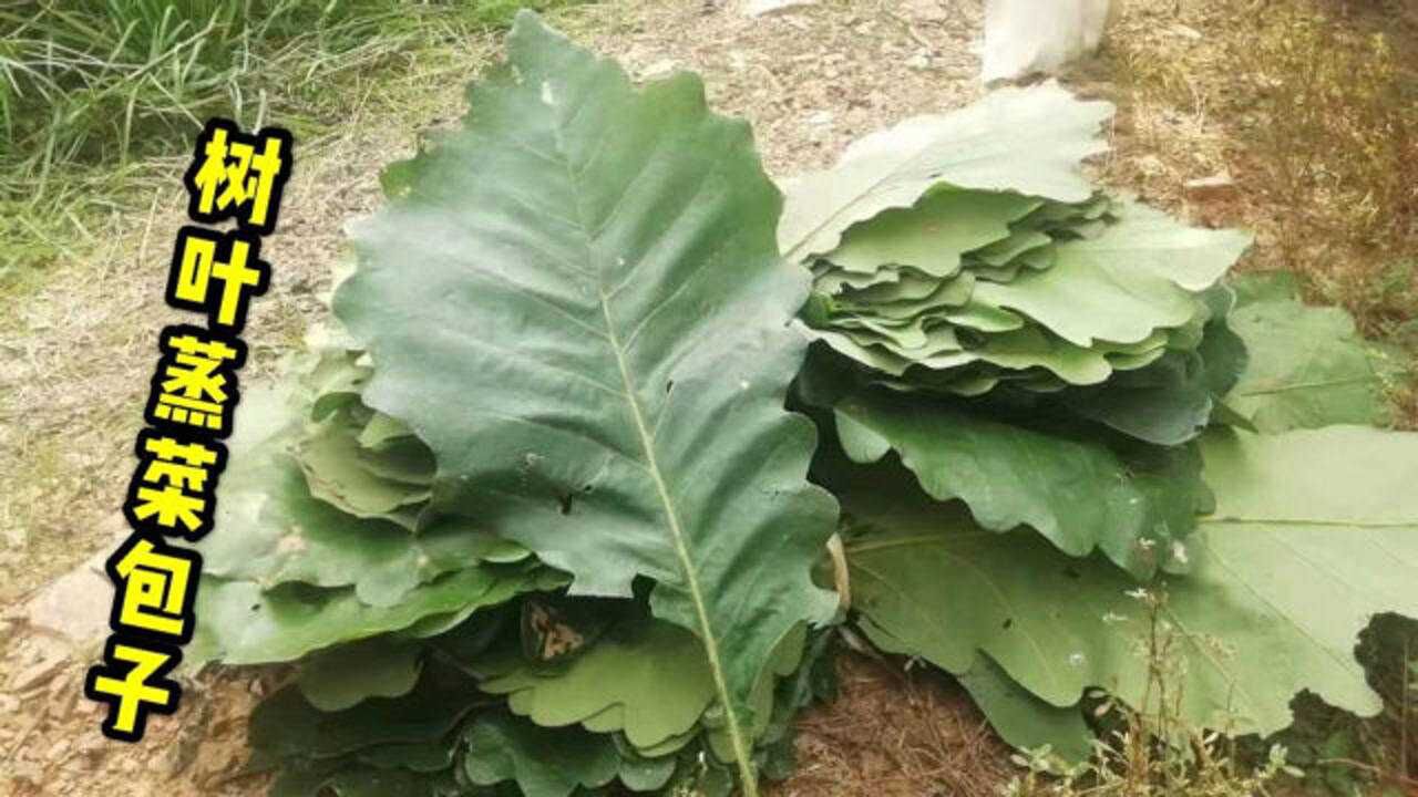 在大连这种桲椤叶用来蒸包子,蒸出来的包子味道清香非常好吃,你吃过吗
