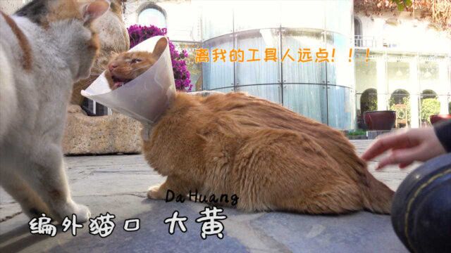 【出门吸猫】大名鼎鼎观复猫:编外猫口大黄篇