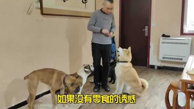 “高能剧情”最爱闯祸的秋田犬主人为什么包容它?原因令人伤心