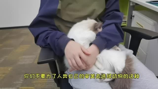 眼睛颜色不同的猫咪可能是……