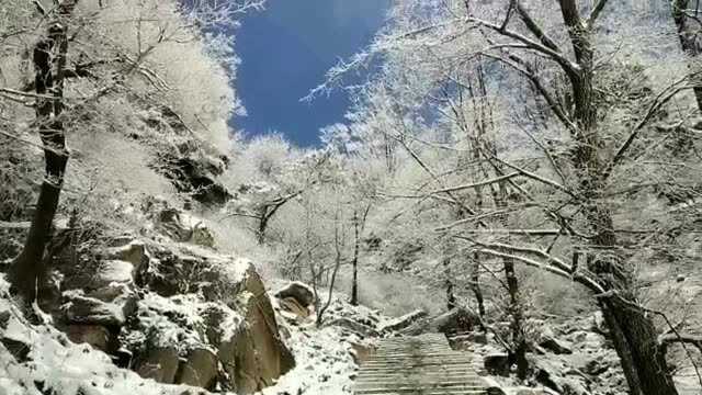 难得一见的泰山美景:育儿蝴蝶打卡天烛峰路:雾山雪松!太美了!