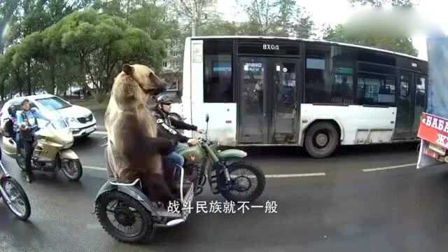 主人带小猫咪骑摩托车,小猫咪的表情“亮了”,镜头记录搞笑瞬间