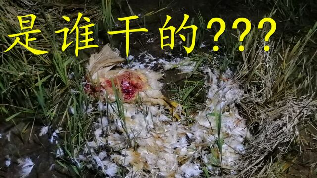 农村生态环境越来越好,村里的鸡接二连三被咬,我家大母鸡被叼走