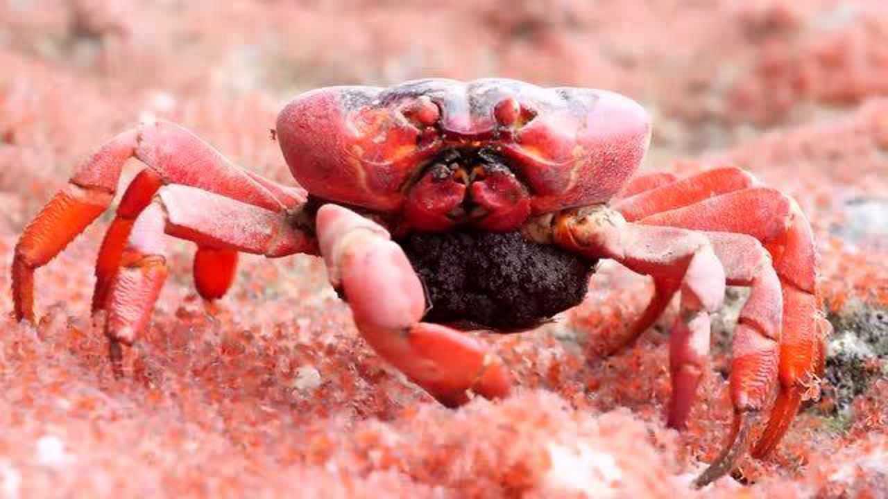 红螃蟹一边产卵一边吃宝宝