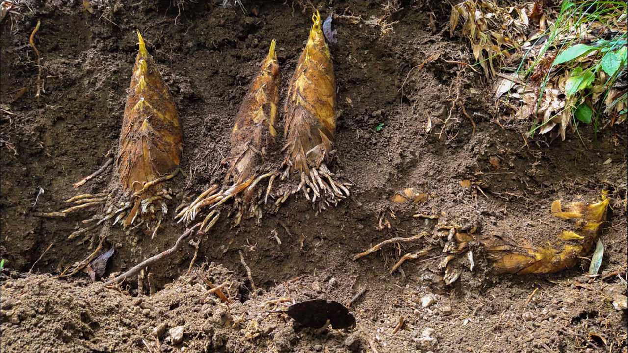 挖了十几年冬笋第一次见这么大的裂缝看看有多少棵大冬笋