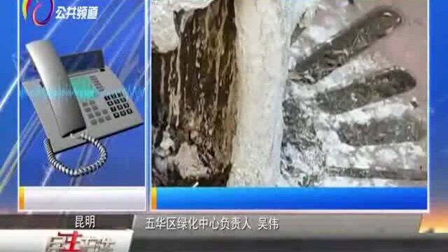 龙翔街多棵行道树成“空心树”,市民担心有隐患