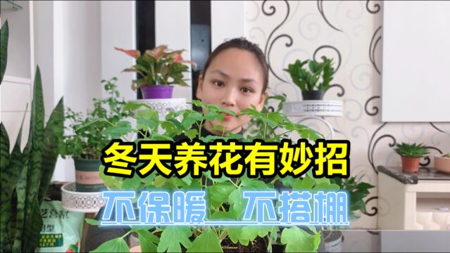 老花匠冬天养花有妙招,不保暖不搭棚,两种小东西扔进花盆就管用