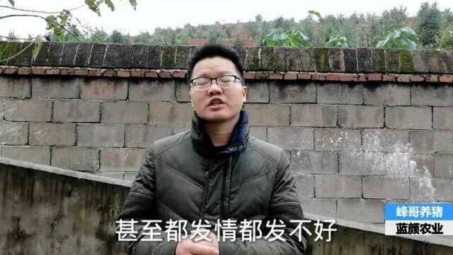 养猪技术:后备母猪的最佳饲养方法,每天喂多少最科学?