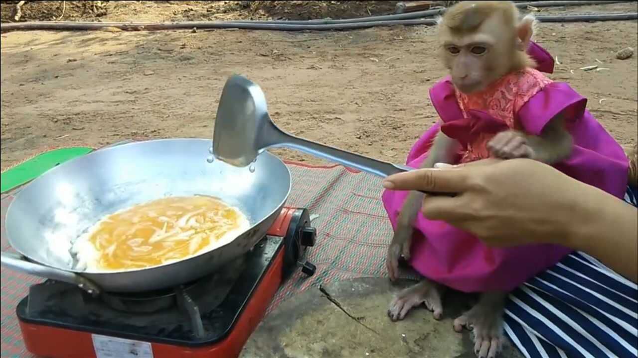 小猴子嘴真馋见主人炒菜你看机灵的它会怎么做太搞笑了