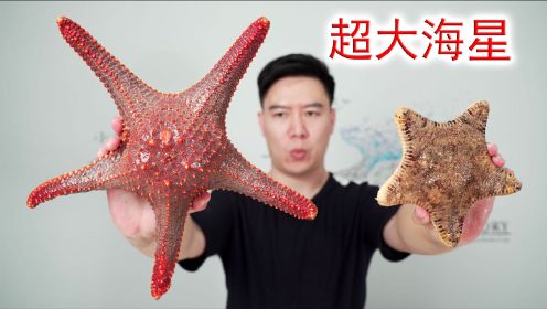 超大超漂亮的中国五角海星，我白嫖了4个，你们猜会翻车吗？