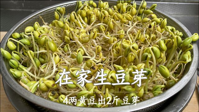 原来生豆芽这么简单,只需两个盆,再加点水,5天发一大盆