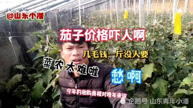 菜价太吓人!实拍茄子市场收购价格,真便宜8.9毛一斤菜农太难啦