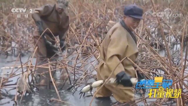 莲藕好吃挖藕却难!宝应深水种莲藕,用高压水枪提效率