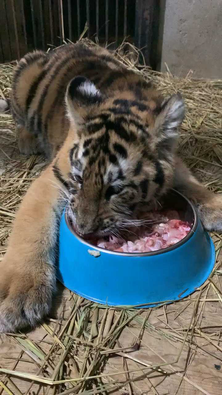 小老虎从小就吃肉长大还了得你们说呢