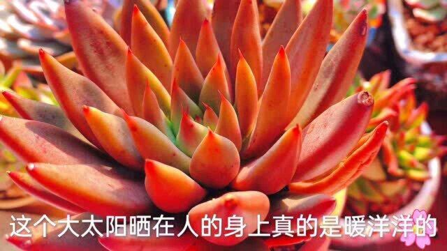 有款花盆特别容易给多肉控型上色,既便宜又好用,一起来看看吧