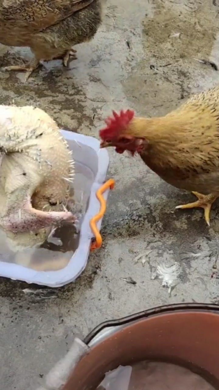 本是拔鸡毛,现在鸡拔毛