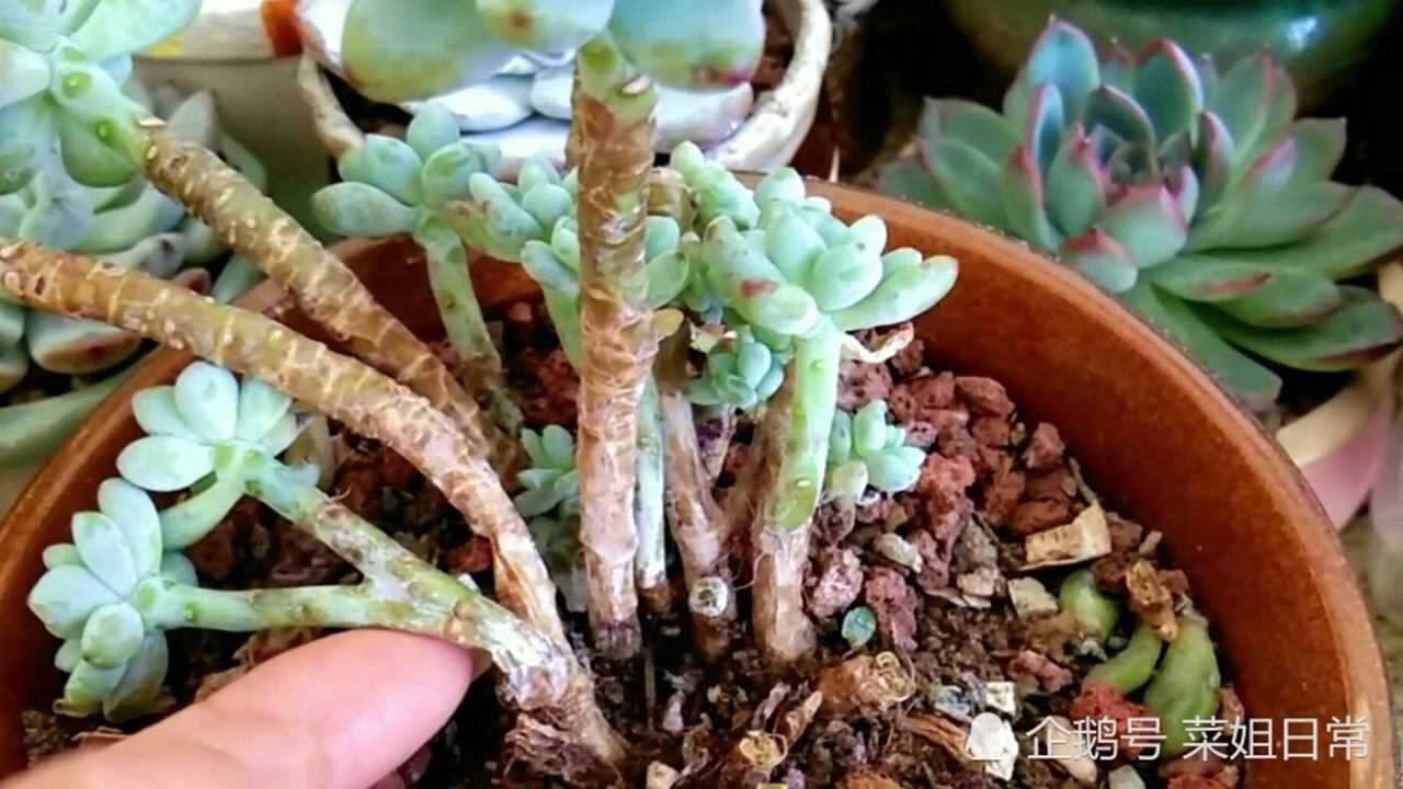 冻伤的多肉劳尔彻底没救了每剪一刀心都疼啊辛苦养了一年一夜成空