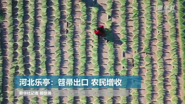 河北乐亭:笤帚出口 农民增收