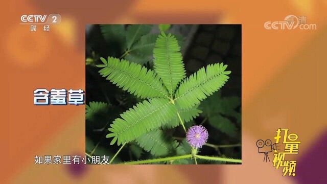 含羞草能导致脱发!家里养植物要谨慎,这些植物身上藏毒