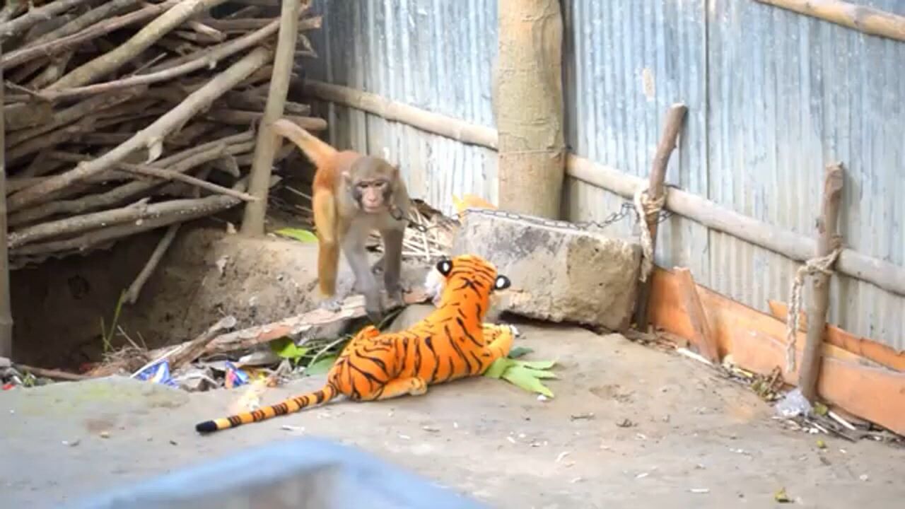 猴子是怕老虎吗?猴子喜欢欺负小老虎