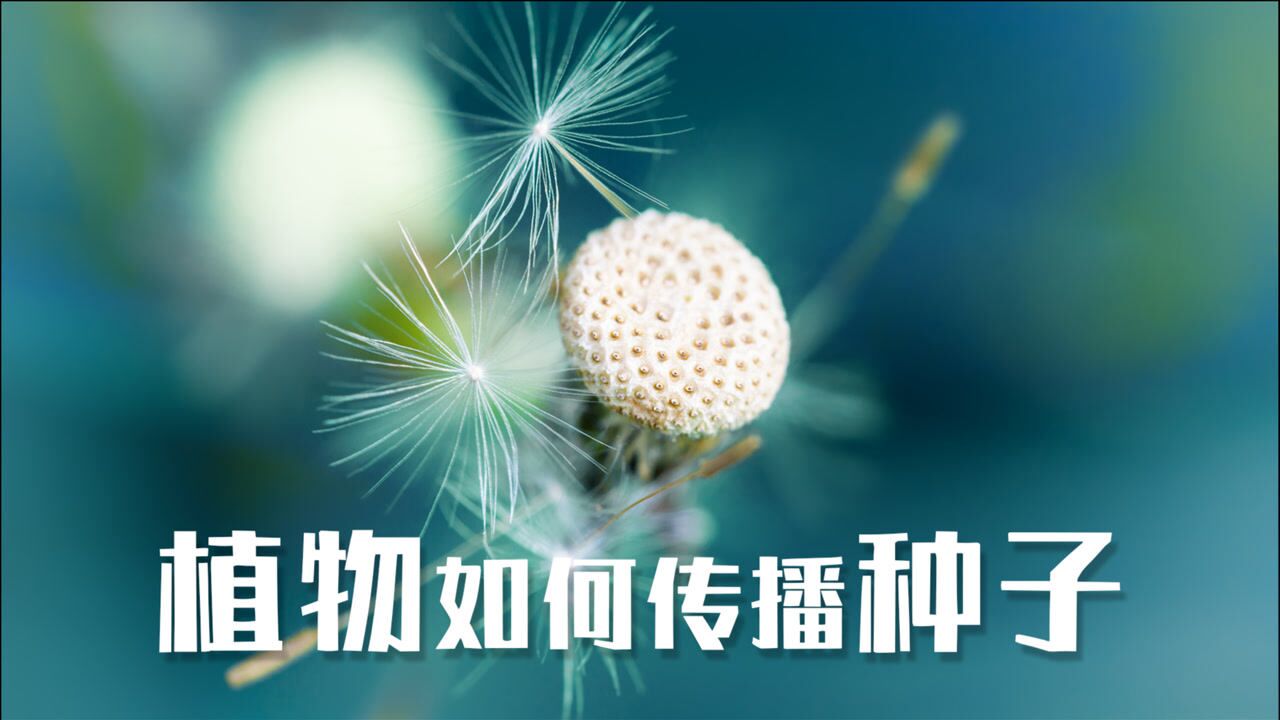 植物如何传播种子_腾讯视频