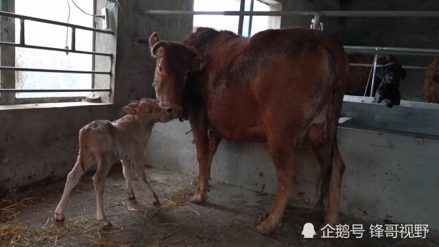 新手创业养牛,养殖繁育土黄牛真的那么简单吗?看看真实情况