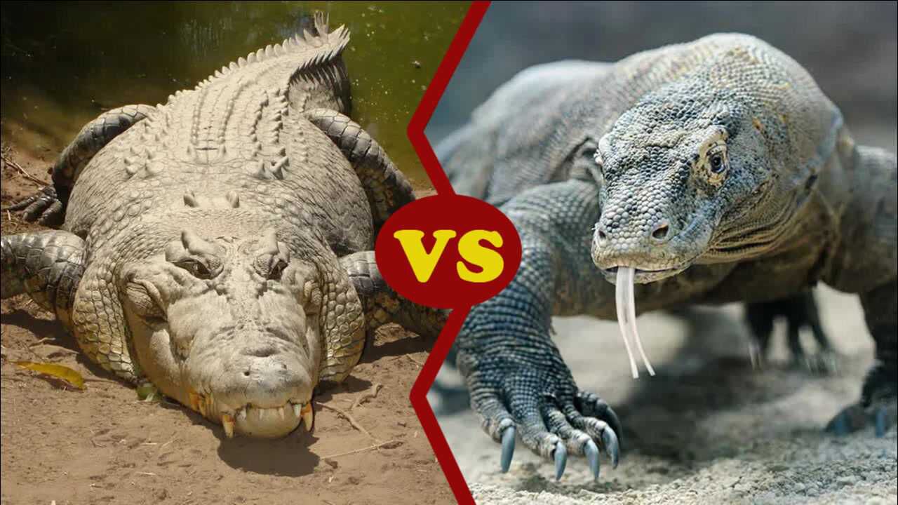 密河鳄vs尼罗鳄图片