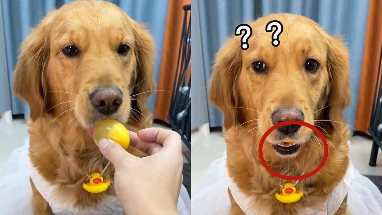 狗子第一次吃松花蛋表情魔性,眉毛跳舞眼睛说话,看到最后笑喷了