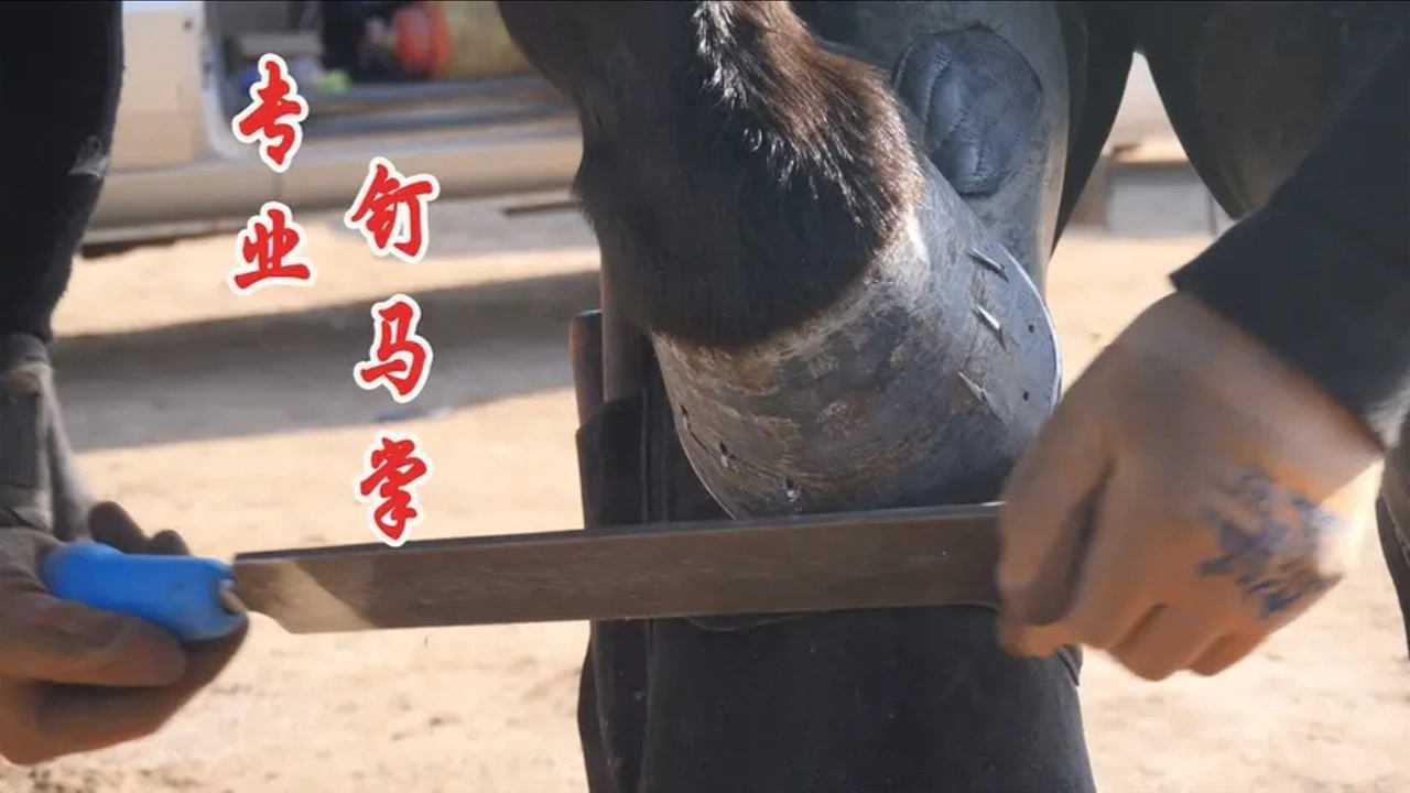 专业钉马掌慢工出细活这手艺现在很少见了看这活干的咋样
