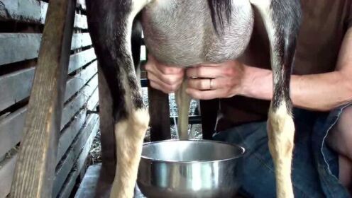 高山黑山羊等待主人挤奶,吃着零食产着奶