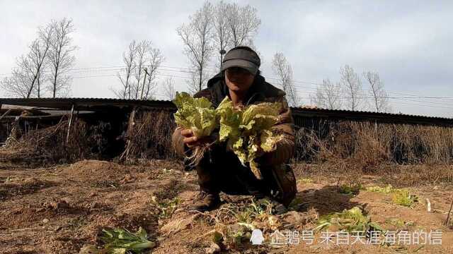 隐居秦岭山脚下,白天挖野菜下面吃,这样的日子很清闲