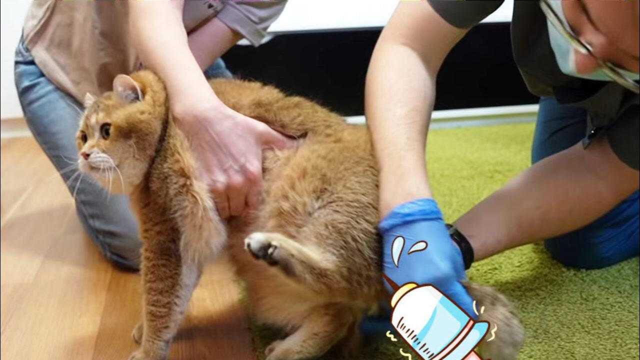 医生给金渐层测肛温猫咪伤害不大侮辱性极强