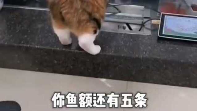 猫咪独自一人坐在银行的柜台上,好像是纠结办什么业务,我还是乖乖排队吧