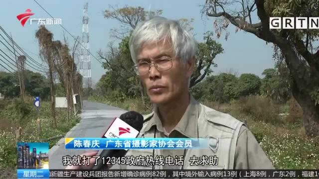 广州黄埔 施工遇上彩鹬群繁殖 挖掘机停工半个月