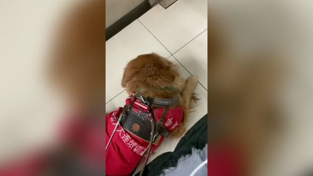 导盲犬不戴口罩不让进地铁?你怎么看