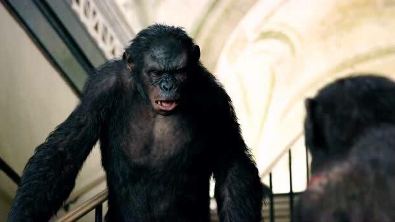 猩球崛起2儿子心慈手软不愿杀人科巴就杀了自己的亲儿子