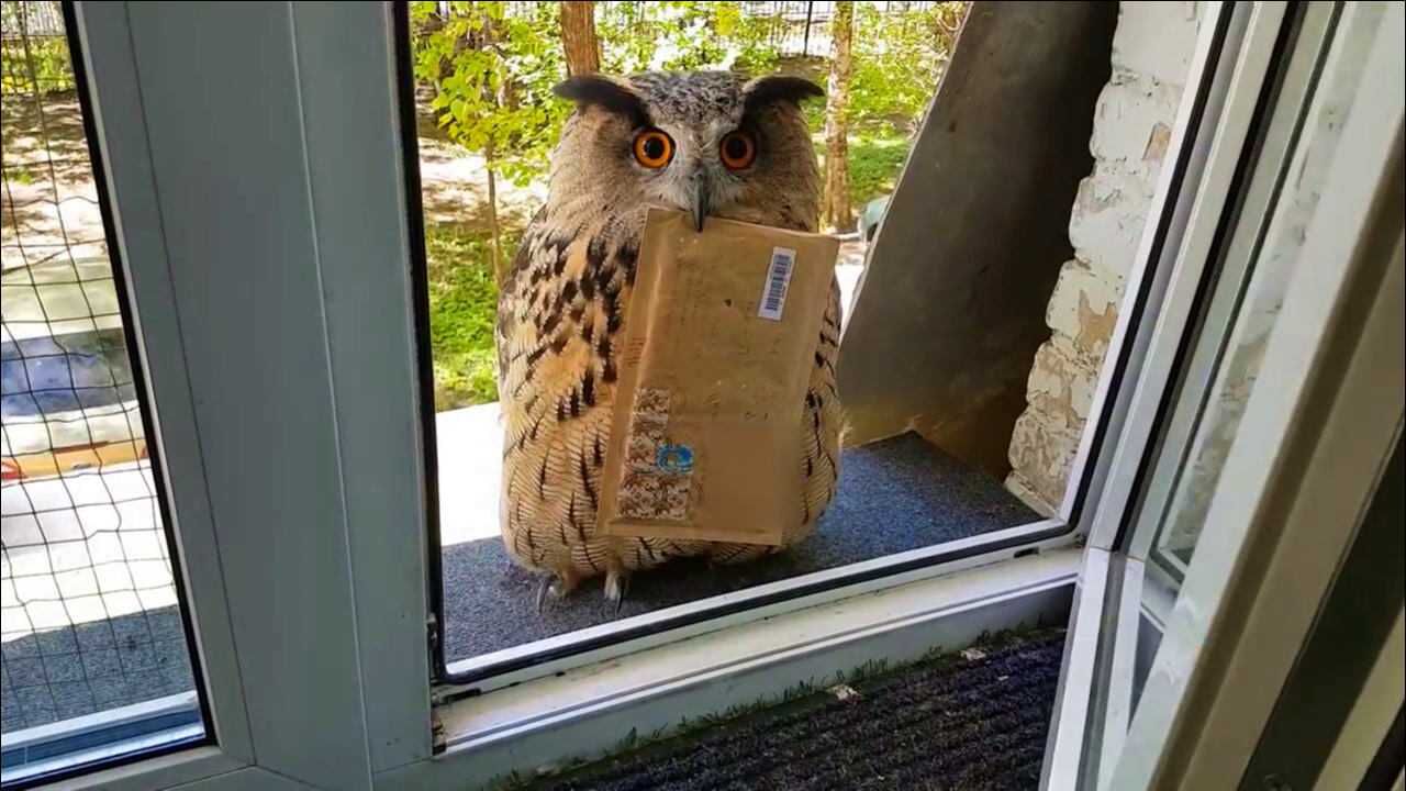 魔法学院的猫头鹰来送信了?